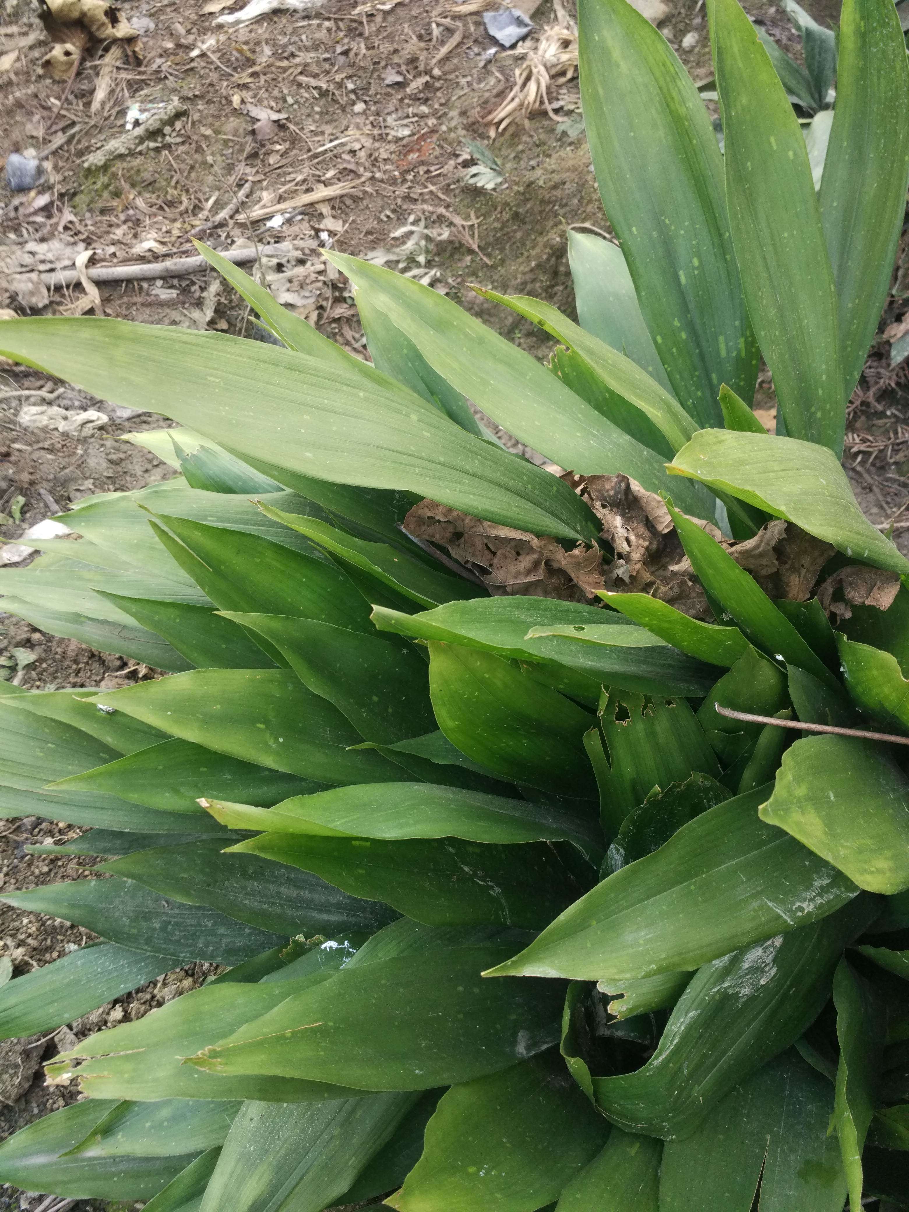 粽叶一叶兰观赏绿植植苗四季常绿屋内甲醛云南花卉