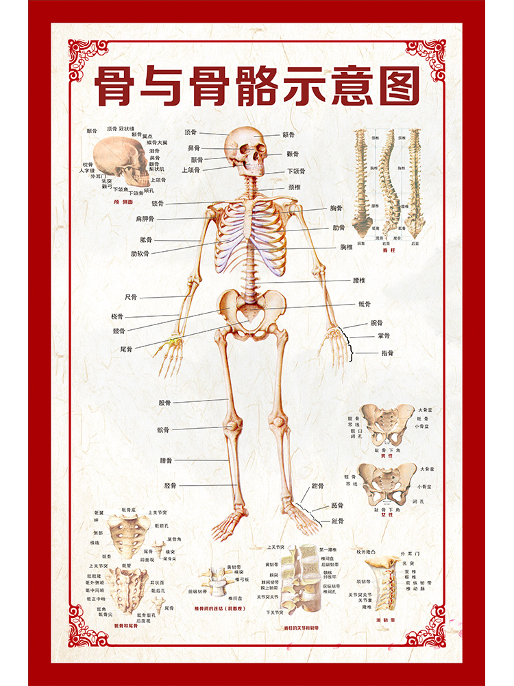 人体骨骼挂图肌肉构造全身器官分布图内脏解剖写真