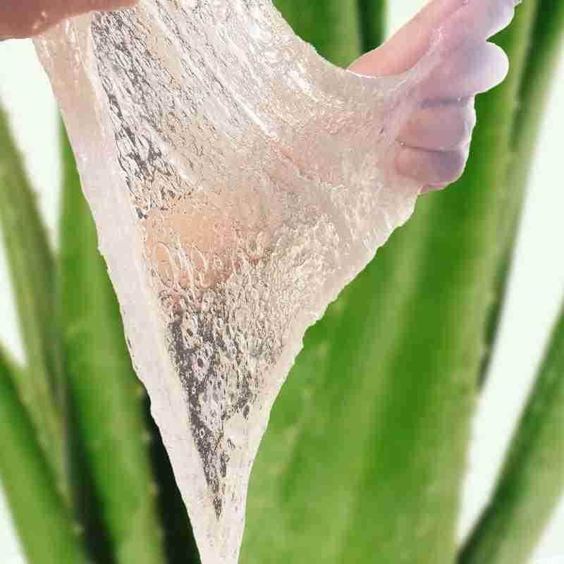 美容院库拉拉索芦荟盆栽多肉植物美容灌肤补水绿植