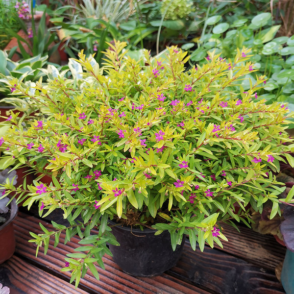 开花机器网红小花花木花苗盆栽耐热耐寒四季花卉