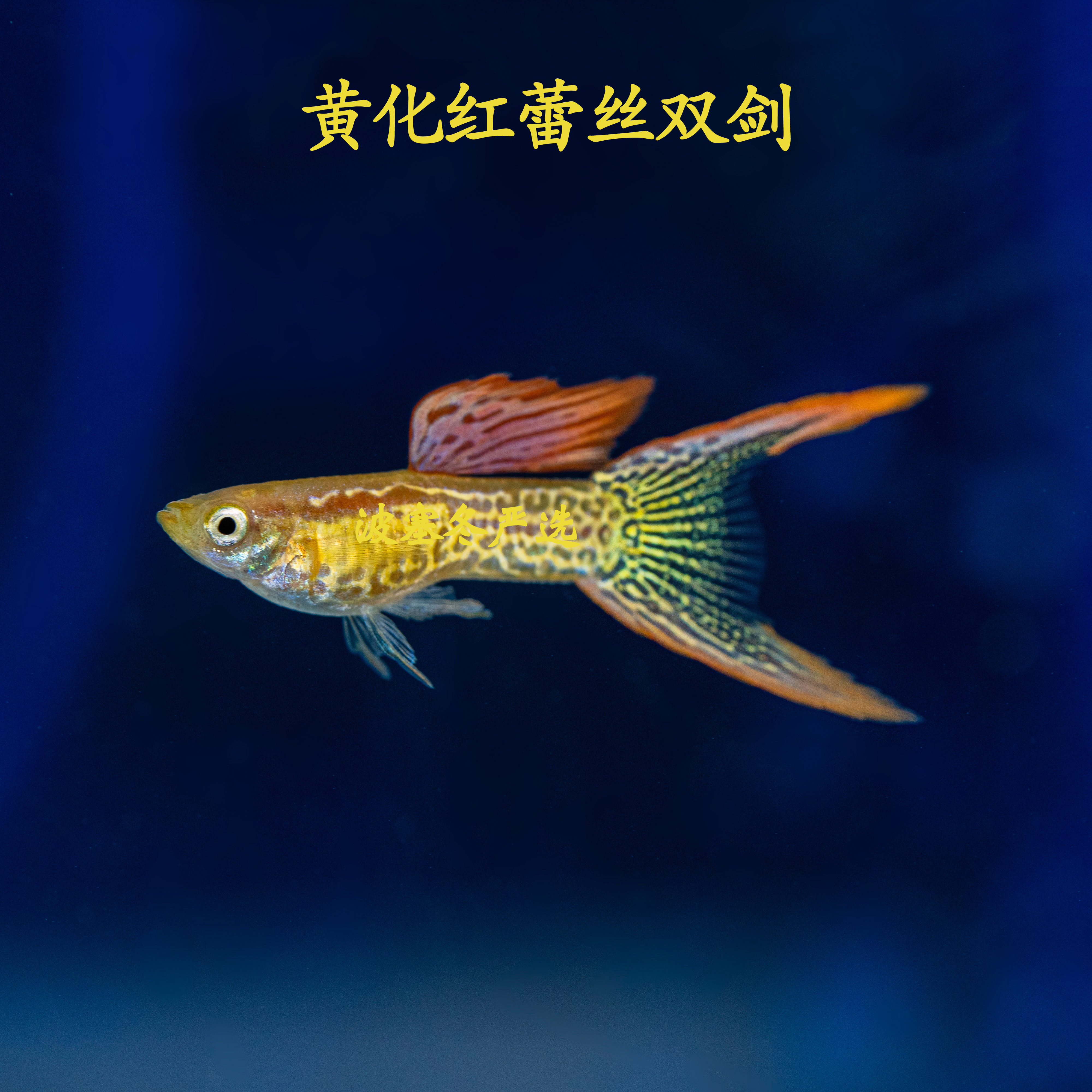 野生生色蕾丝双剑孔雀活体观赏热带鱼淡水鱼水族鱼