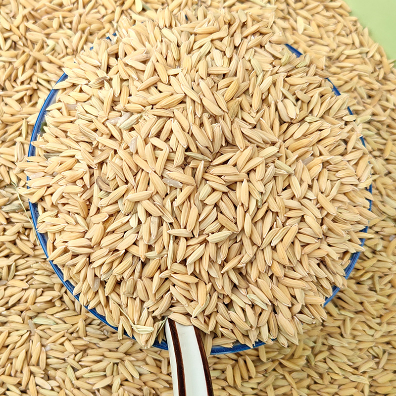 带壳农家水稻稻谷谷子稻子粮食喂鸡鸭鹅鸽鸟饲料原料