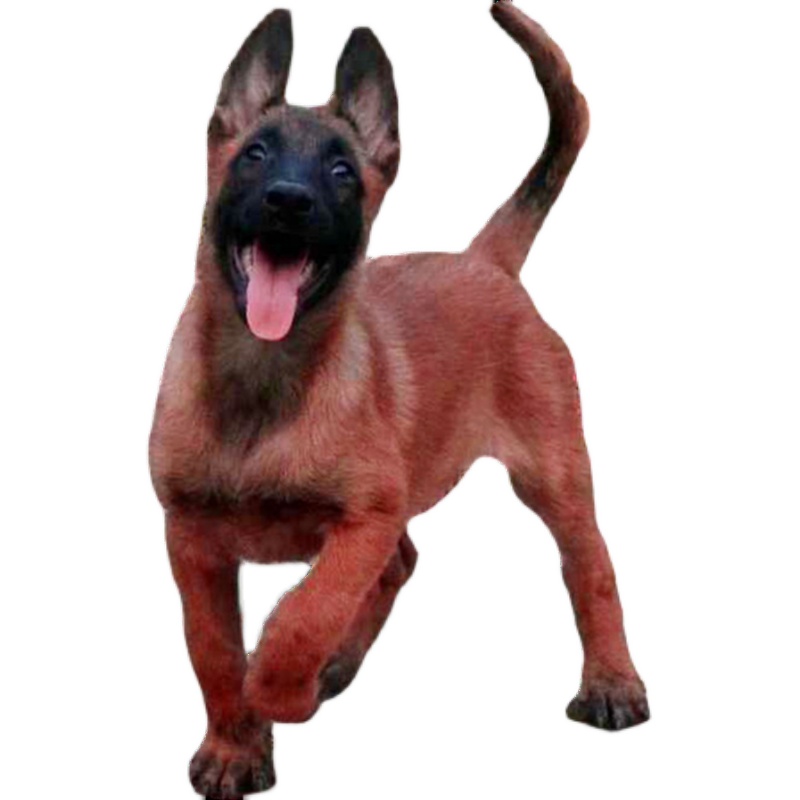 马犬幼纯种活体军犬警犬幼崽黄爆红马犬畜牧