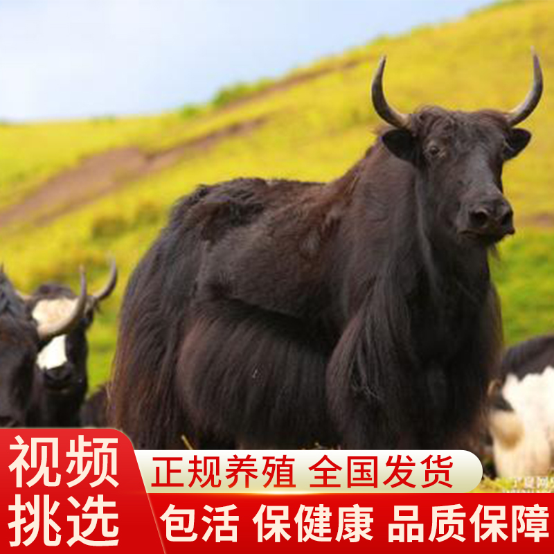 出售牦牛活牛犊小牛崽肉牛犊活体牛仔活苗四川高原放养耗牛养殖