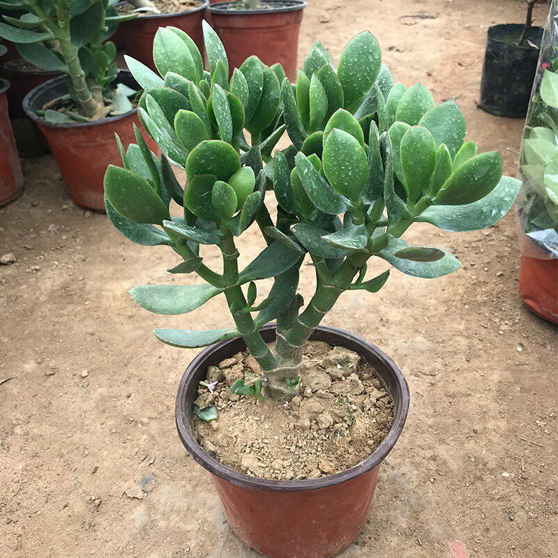 植物室内花卉玉树盆栽大型老桩燕子掌多多肉植物