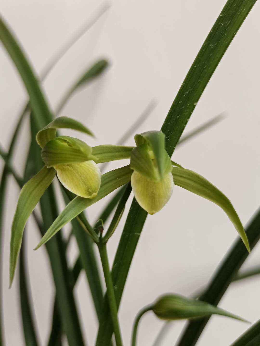 周贸花卉兰花花苗大叶寒兰素心兰草浓香美观时令草本花卉