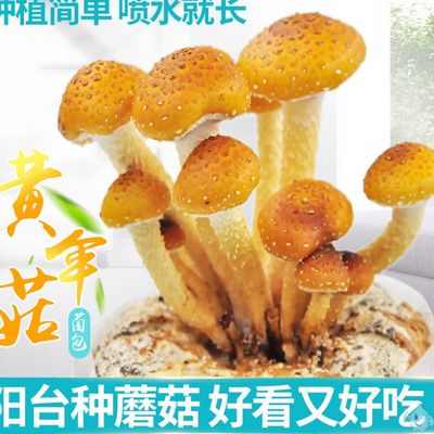 三黄菌菇图片