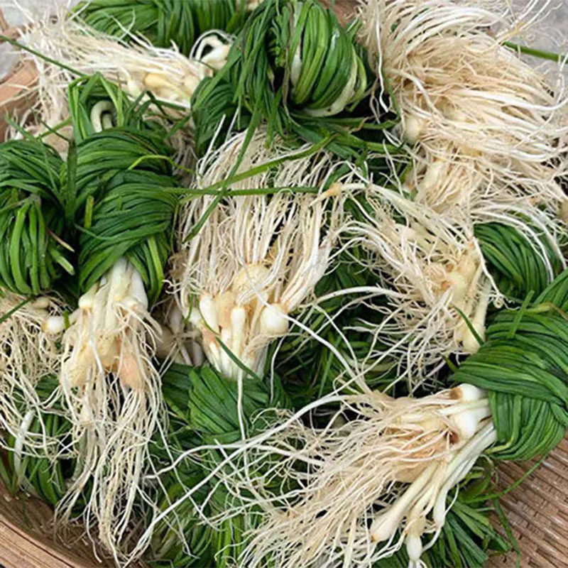贵州农家新鲜蔬菜野生小蒜野葱野小蒜山蒜野葱类