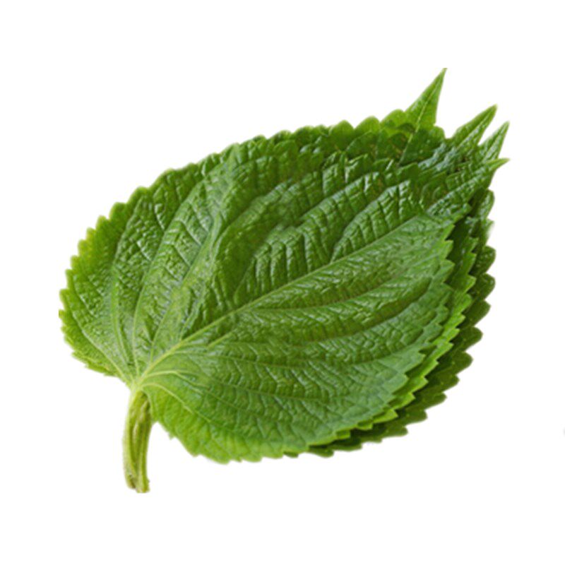 新鲜装饰摆盘刺身海鲜寿司盒日100片苏子叶大叶其它