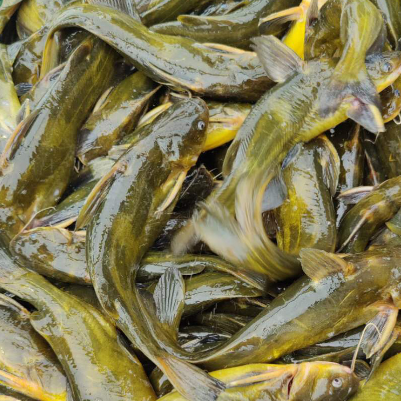 新鲜水产淡水鱼生态鱼昂刺鱼嘎鱼黄颡鱼黄辣丁500g淡水鱼类