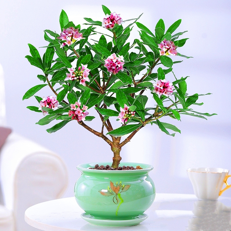 金边瑞香盆栽浓香香型花苞室内老桩客厅观花花卉