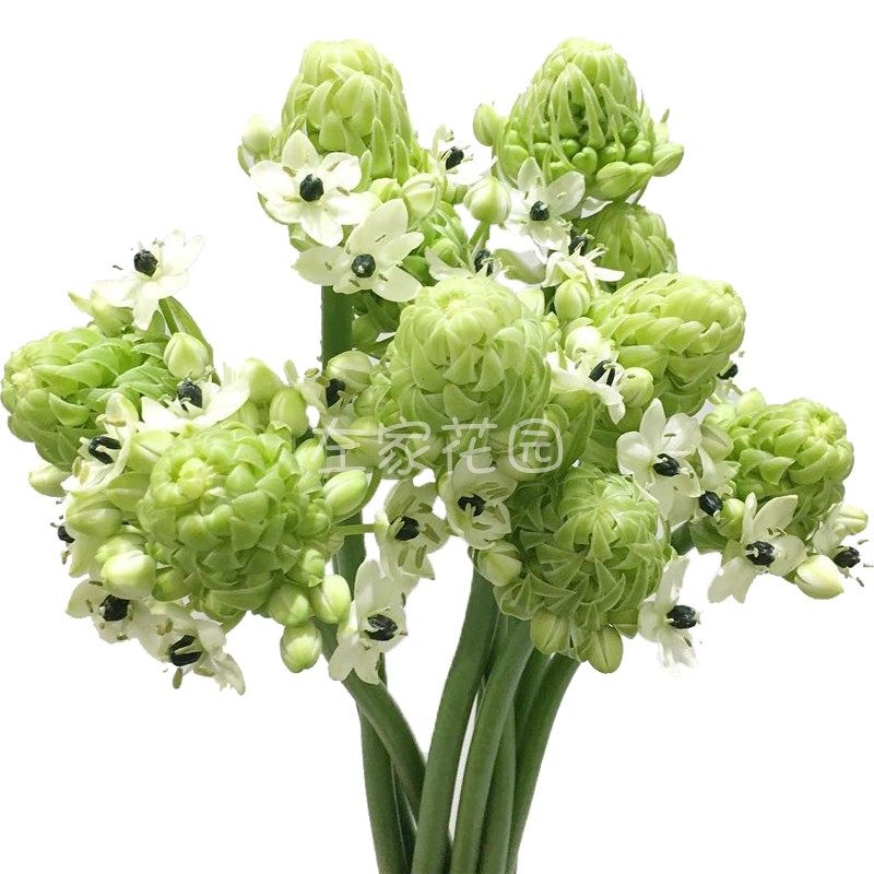 种球天鹅绒左家花园伯利恒之星虎眼万年青圣心百合种球