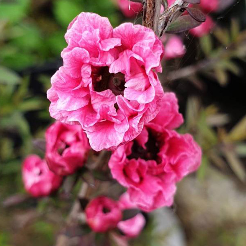 红梅盆栽花卉重瓣带花三色植物澳洲耐寒绿植时令草本花卉