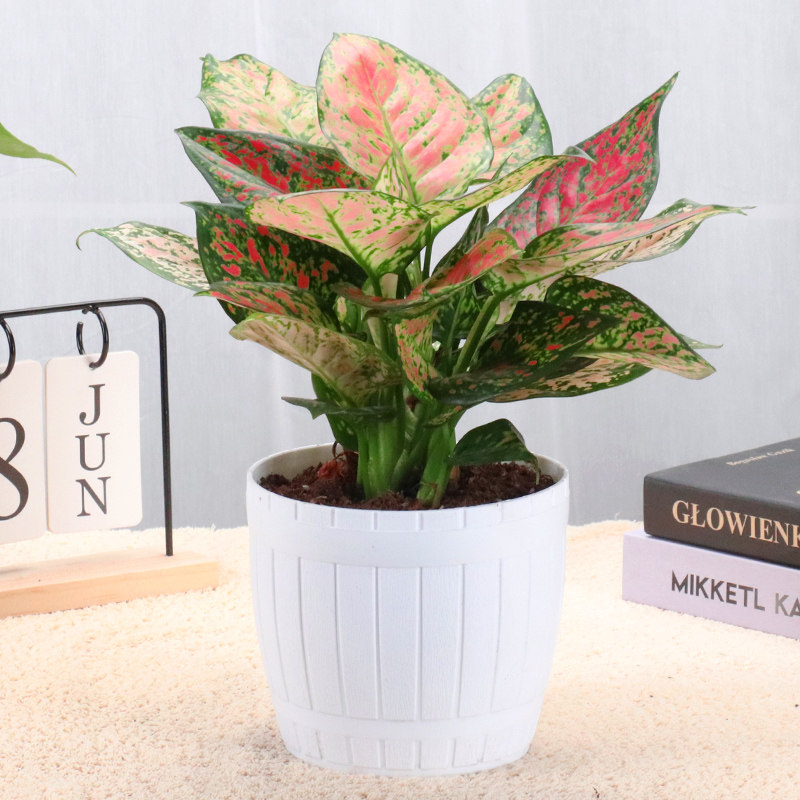 如意皇后花盆盆栽室内中国植物火红花苗客厅绿植