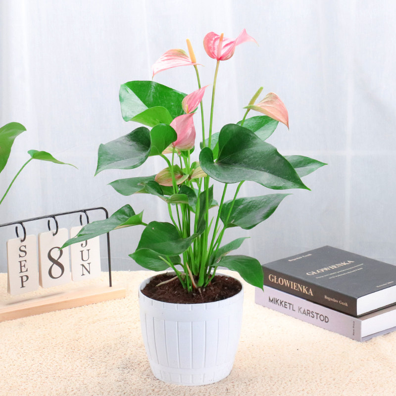 粉掌盆栽植物室内办公室招财花卉四季开花花苞时令草本花卉