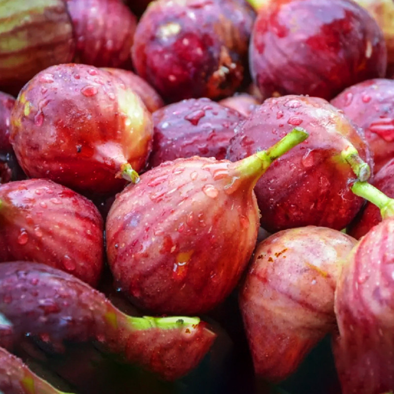 10斤云南无花果鲜果新鲜现摘树上超大果糖包子无花果