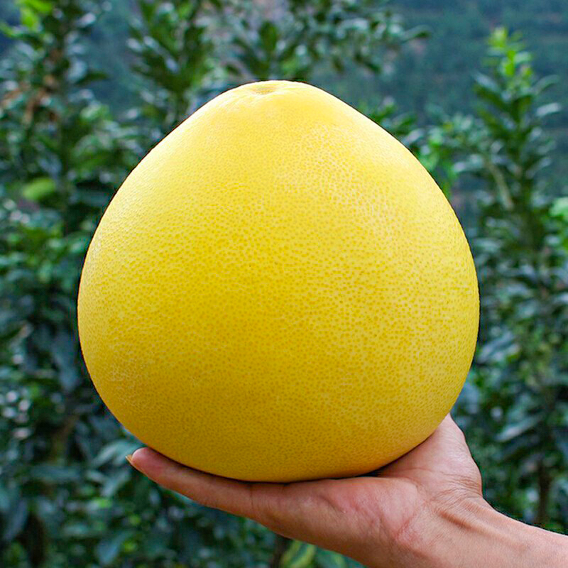 正宗平和管溪三红蜜柚10斤红心柚子柚子