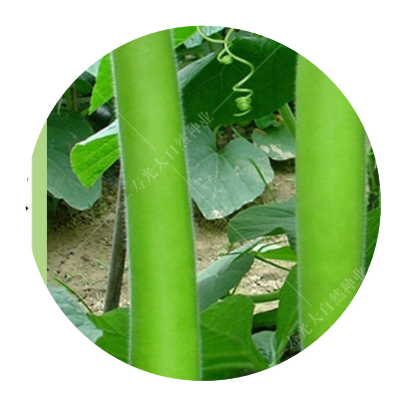 种子经典老瓠长瓜有机蔬菜葫芦盆栽庭院家庭园艺种子