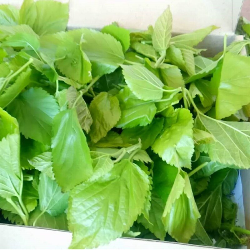 桑叶新鲜鲜嫩蚕宝宝桑蚕叶树大小蚕桑特嫩天食物桑叶