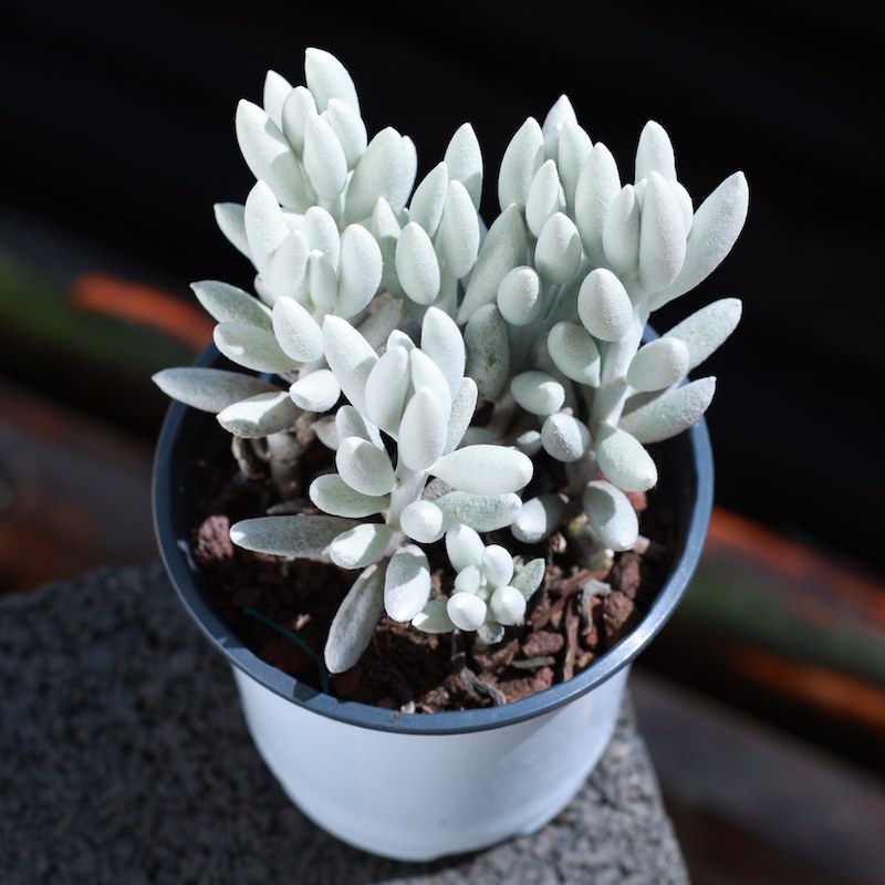 植物银月月老桩多盆栽组合好养桌面肉肉稀有多肉植物