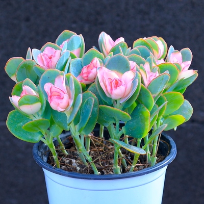 贝壳锦多肉植物白姬之舞花卉盆栽含花盆栽好成品桌面组合云南直发售价