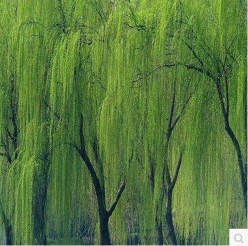 新鲜杨柳枝垂柳柳枝枝条柳树树干绿植植苗树枝行道树
