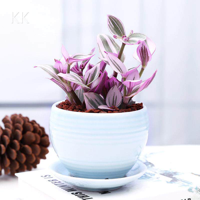 油画婚礼吊兰兰锦盆栽三色好养水面培观叶多肉绿植