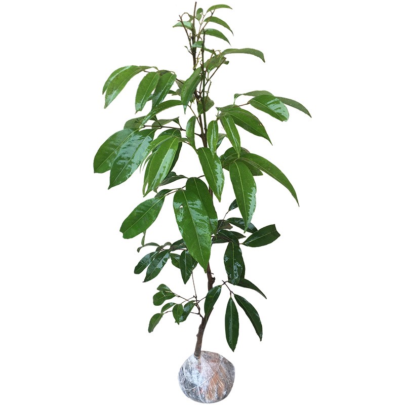 荔枝树苖妃子糯米滋桂无核南北方种植当年结果果树