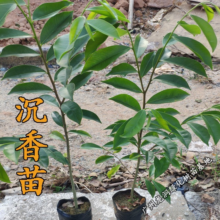 树苗沉香名贵海南黄花梨小苗金丝楠木珍贵木材行道树