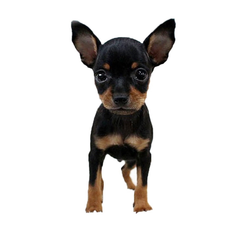 无偿领养纯种小鹿犬宠物狗狗长不大小鹿犬幼犬活体铁包金小鹿犬