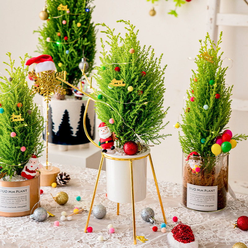 香松植物盆栽室内桌面圣诞树四季常青好养绿植绿植