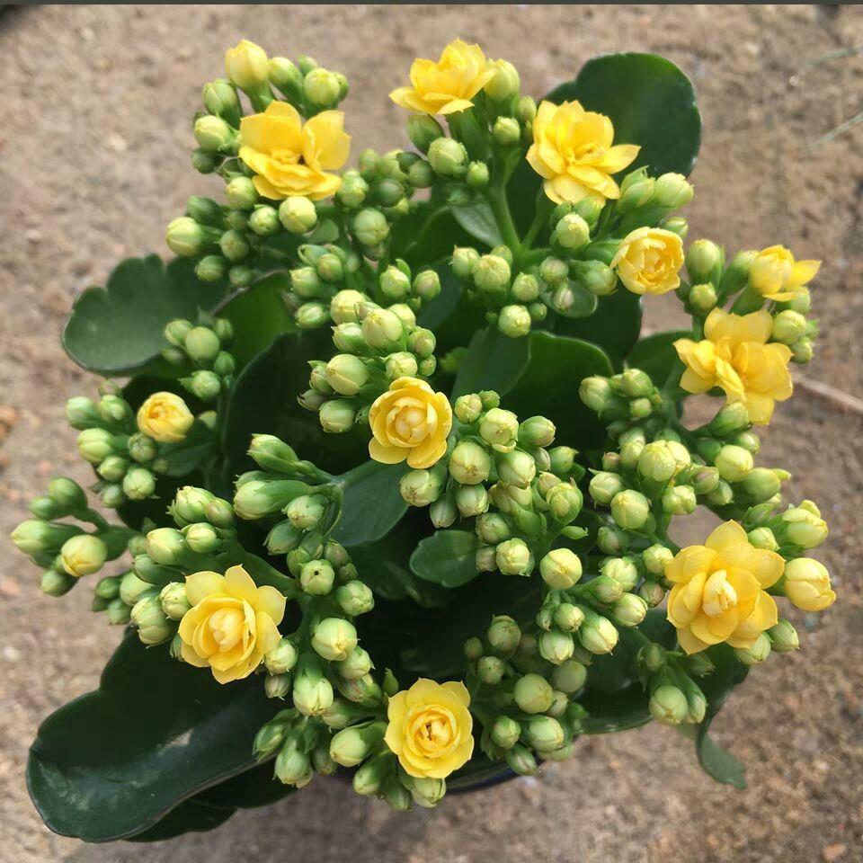 盆栽鹿角蓝色花瓣花瓣鹿羽叶长寿花裂叶叶盆栽粉色花卉