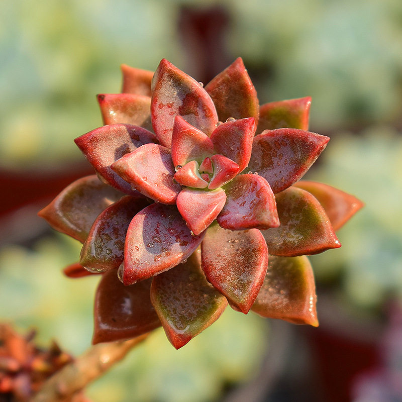多肉植物姬胧月粉莲宝石花初霜果冻状态新手种植多肉植物