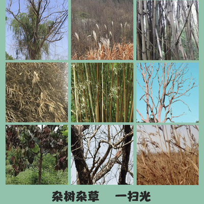 环嗪酮杀树王大树根除树剂死树农药竹子用药灭树剂除草剂