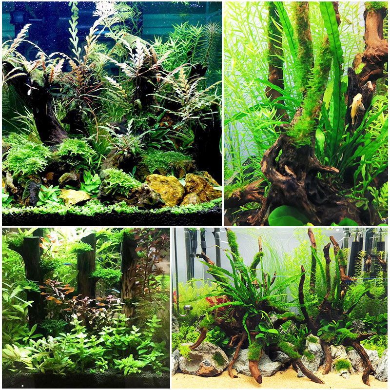 造景树根树枝鱼缸摆件沉木树桩布景森林栖根造景