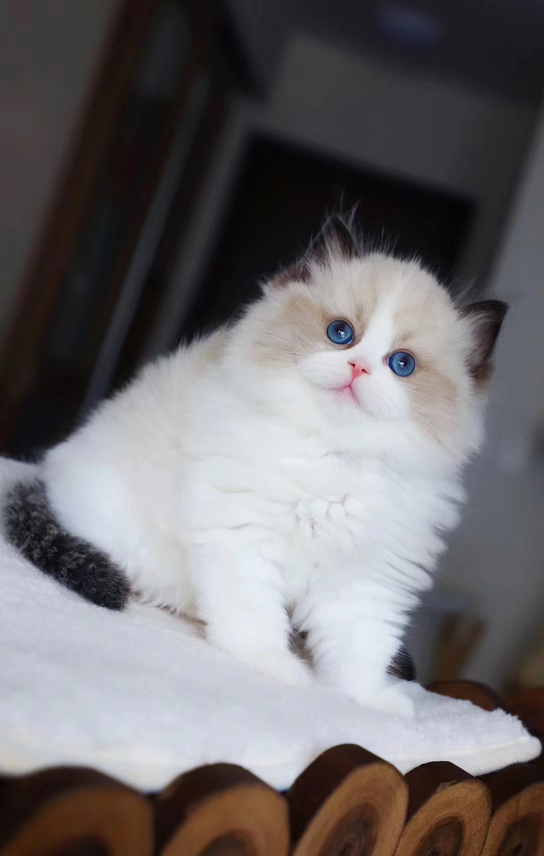 纯种布偶猫小型可爱仙女猫活幼体海双蓝双猫咪