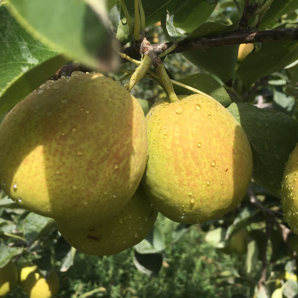 新疆库尔勒香梨水果新鲜10斤全母梨梨子当季整箱纯甜大果顺丰包邮