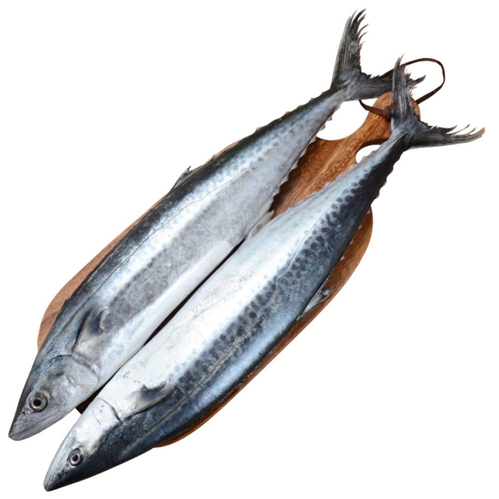 鲅鱼青岛新鲜鲜活海马鲛鱼深海冷冻水产超大3斤手机保护套