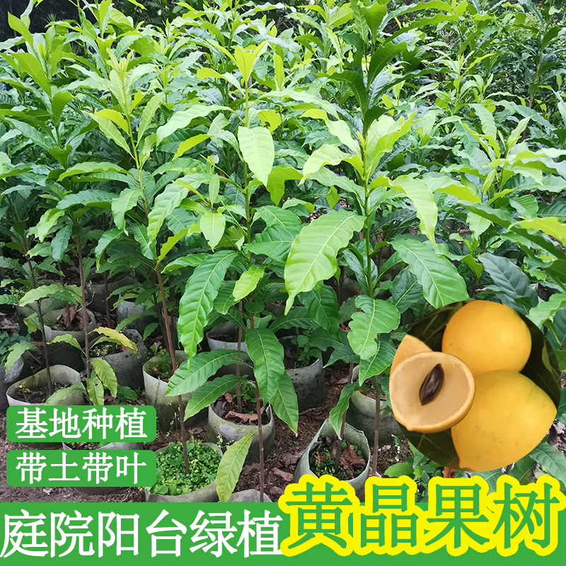 果苗黄晶台湾新品种黄金南北种植四季结果盆栽果树