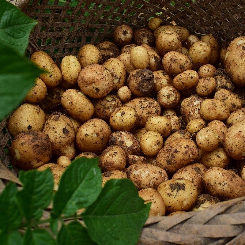 恩施土特产农家自种新鲜蔬菜黄心迷你小土豆洋芋土豆