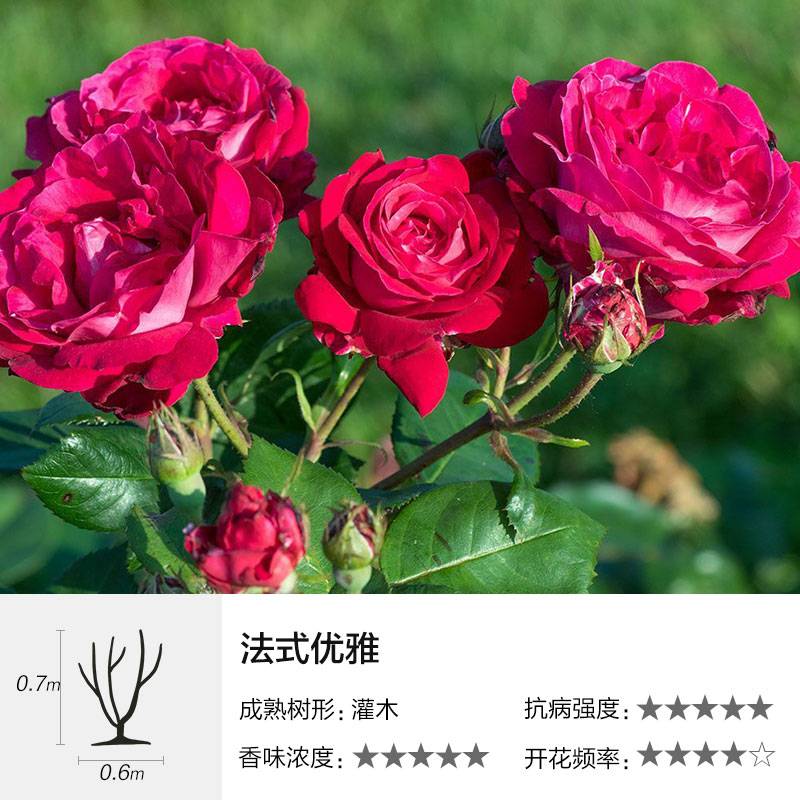 月季欧月戴尔巴德阳台庭院灌木盆栽纪念芭芭拉时令草本花卉
