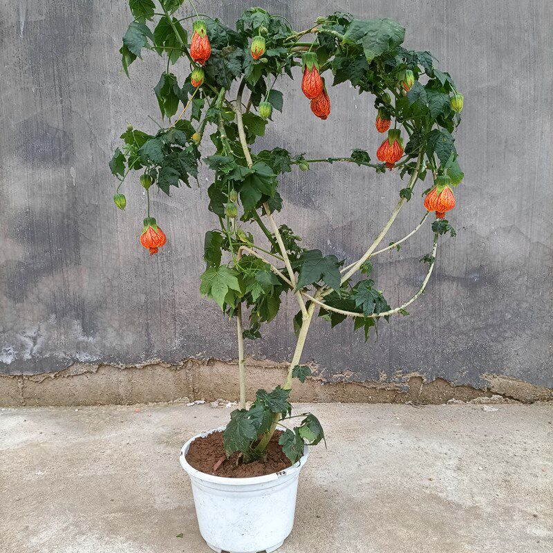 垂吊花卉风玲花木木本灯笼花纹瓣悬金铃花盆栽花卉