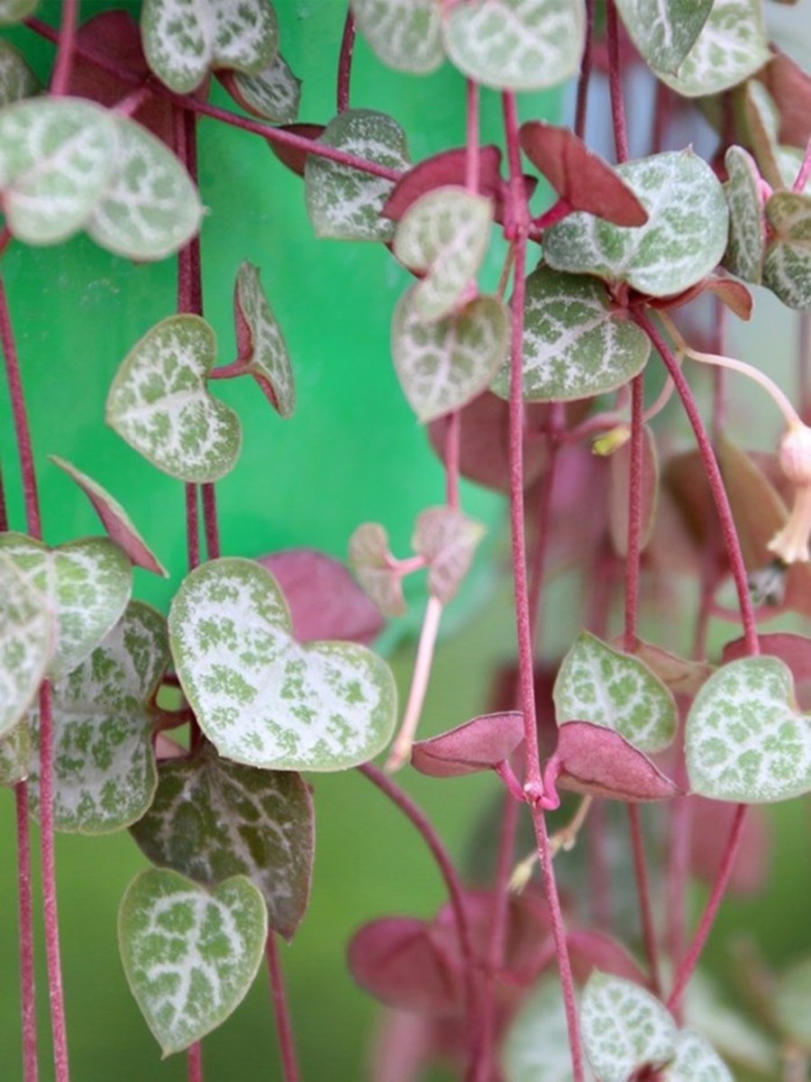 盆栽爱之蔓锦藤花苗肉肉爬藤植物吊兰垂吊绿植多肉植物