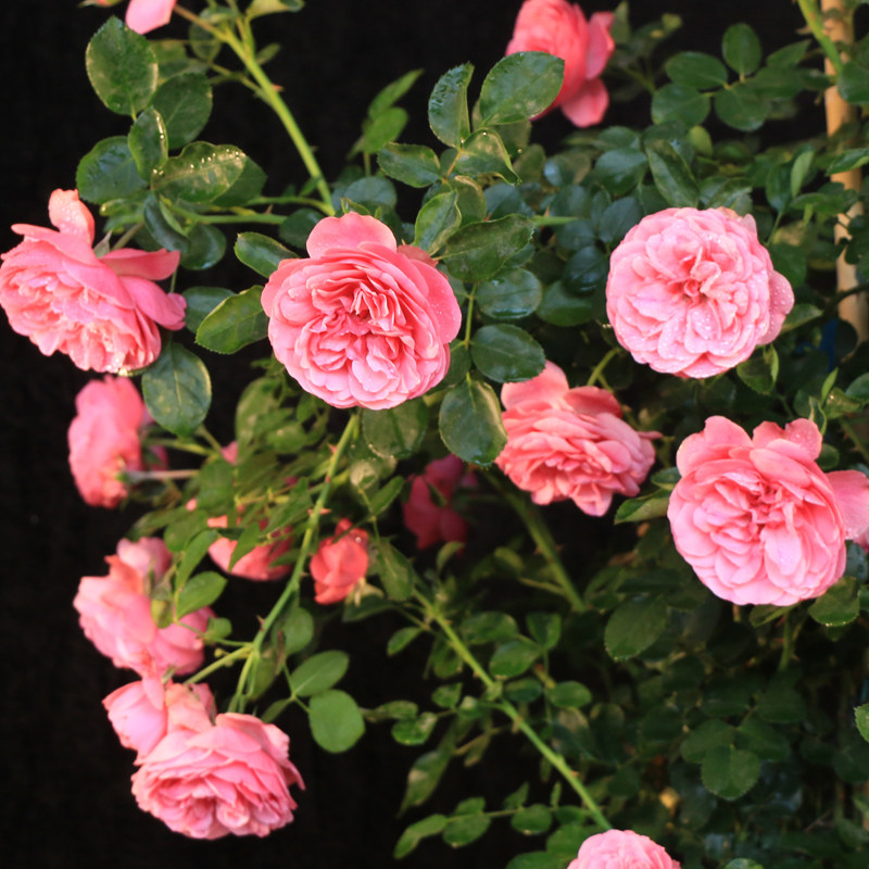 花苗藤本月季庭院阳台盆栽爬藤攀援玫瑰玫瑰花四季花卉