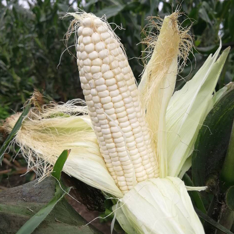 东北新鲜玉米米白糯黏即食粗粮代餐速食玉米棒新鲜玉米