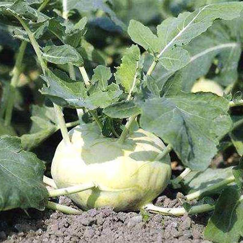 新疆直发恰玛芜菁当季新鲜蔬菜羊肉伴侣生吃手机保护套