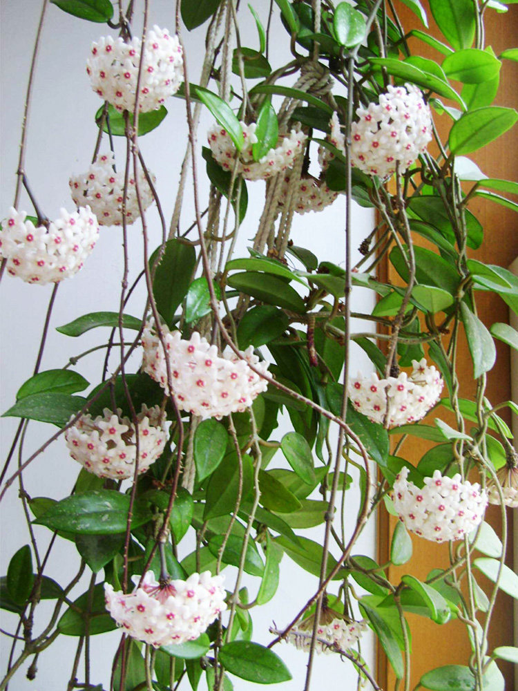 球兰带花大苗心叶盆栽心形法国三色镜叶卷银斑时令草本花卉