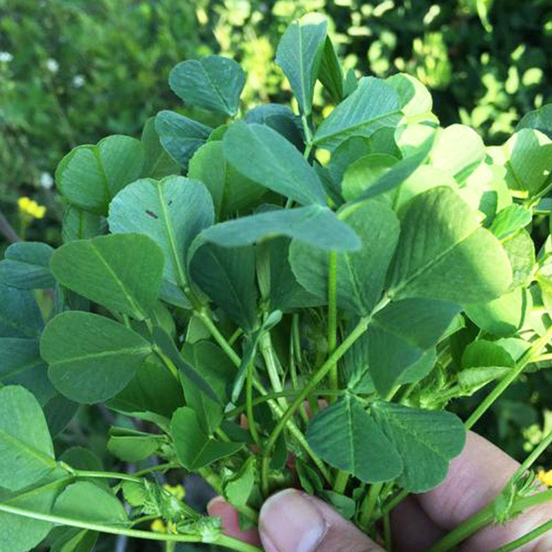 新鲜三叶汤菜鲜嫩秧草农家如皋草头江苏苜蓿叶菜类