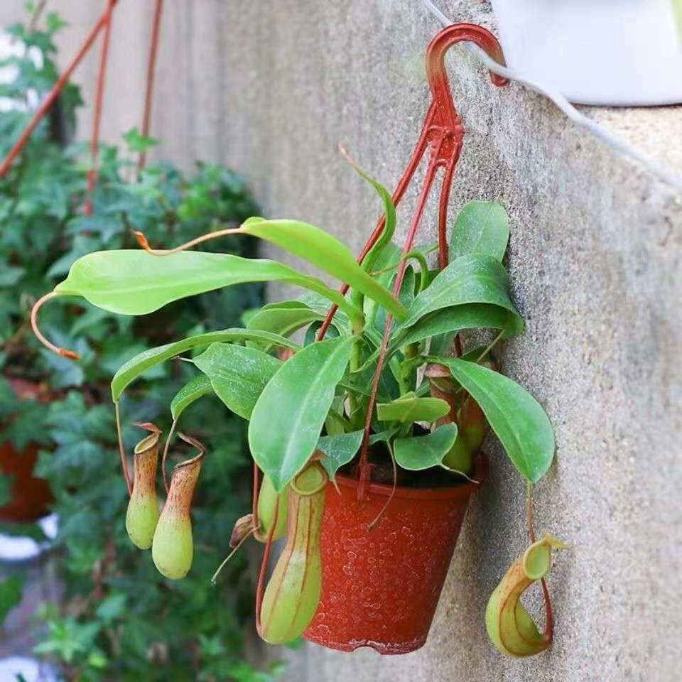 猪笼草养殖成活易成活绿植趣味盆栽垂吊室外植物绿植