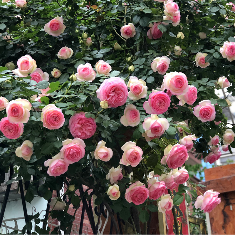 盆栽爬藤月季月季花花苗藤本玫瑰蔷薇四季开花时令草本花卉
